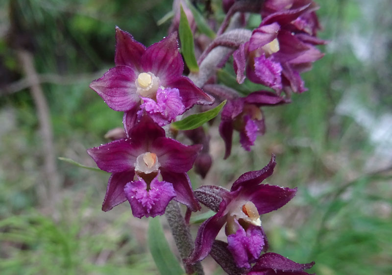 Epipactis atrorubens